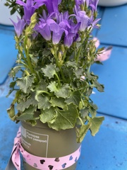 Campanula poscharskyana