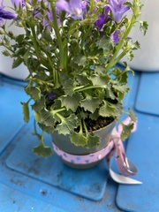 Campanula poscharskyana