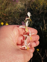 Hesperantha radiata
