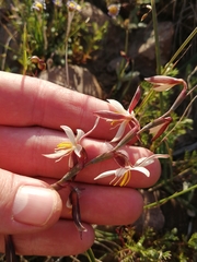 Hesperantha radiata