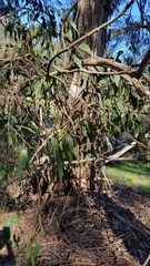Eucalyptus globulus globulus