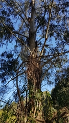 Eucalyptus globulus globulus