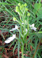 Habenaria plantaginea