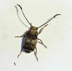 Phloeobius