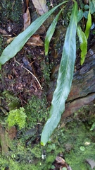 Asplenium ensiforme
