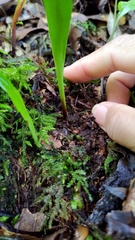 Loxogramme remotefrondigera