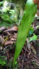 Loxogramme remotefrondigera