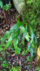 Loxogramme remotefrondigera