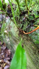 Loxogramme remotefrondigera