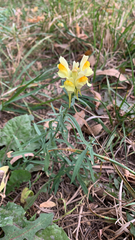 Linaria vulgaris