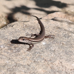 Ablepharus himalayanus