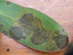 Teratosphaeria maculiformis