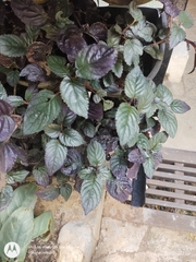 Strobilanthes alternata