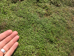 Glossostigma elatinoides