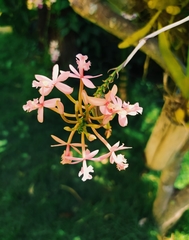 Epidendrum secundum