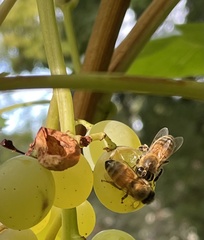 Apis mellifera