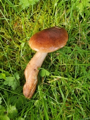 Tricholoma pessundatum