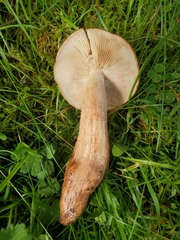 Tricholoma pessundatum