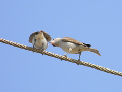 Gymnoris xanthocollis