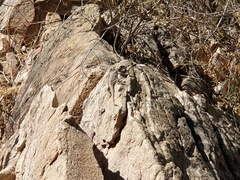 Ctenophorus modestus