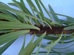 Protea aristata × repens