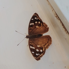 Apaturinae