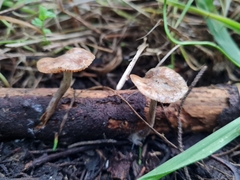 Psilocybe