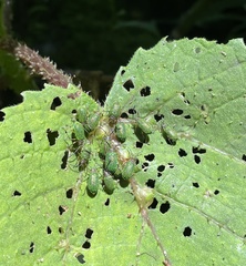 Hoplostines laporteae