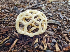 Ileodictyon cibarium