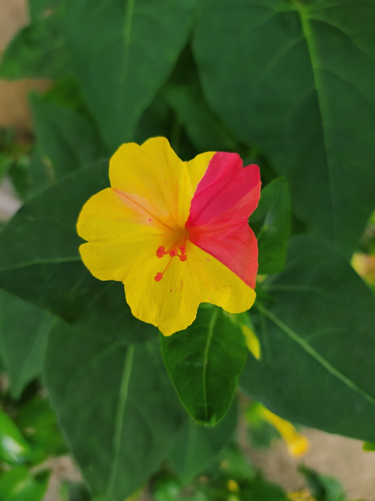 Mirabilis jalapa