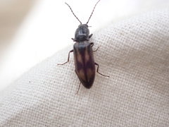 Liotrichus umbripennis