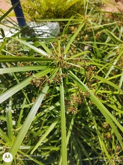 Cyperus alterniflorus