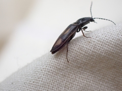 Liotrichus umbripennis