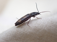 Liotrichus umbripennis