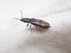 Liotrichus umbripennis