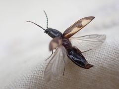 Liotrichus umbripennis