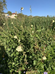 Hibiscus diversifolius diversifolius