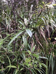 Corokia buddleioides buddleioides