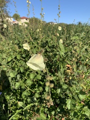 Hibiscus diversifolius diversifolius