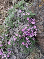Phlox douglasii