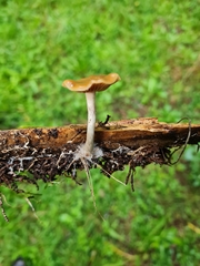 Psilocybe subaeruginosa