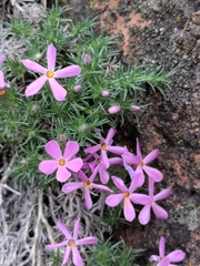 Phlox douglasii