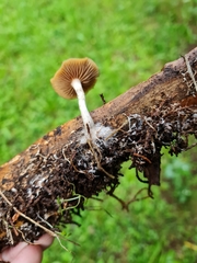 Psilocybe subaeruginosa