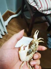 Parapotamon spinescens
