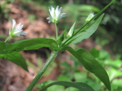 Cerastium holosteum