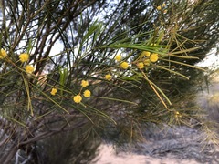 Acacia euthycarpa