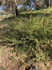 Acacia rupicola