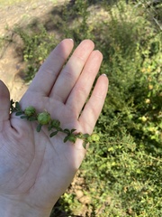 Acacia rupicola