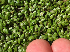 Glossostigma elatinoides