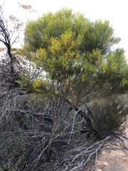 Acacia euthycarpa